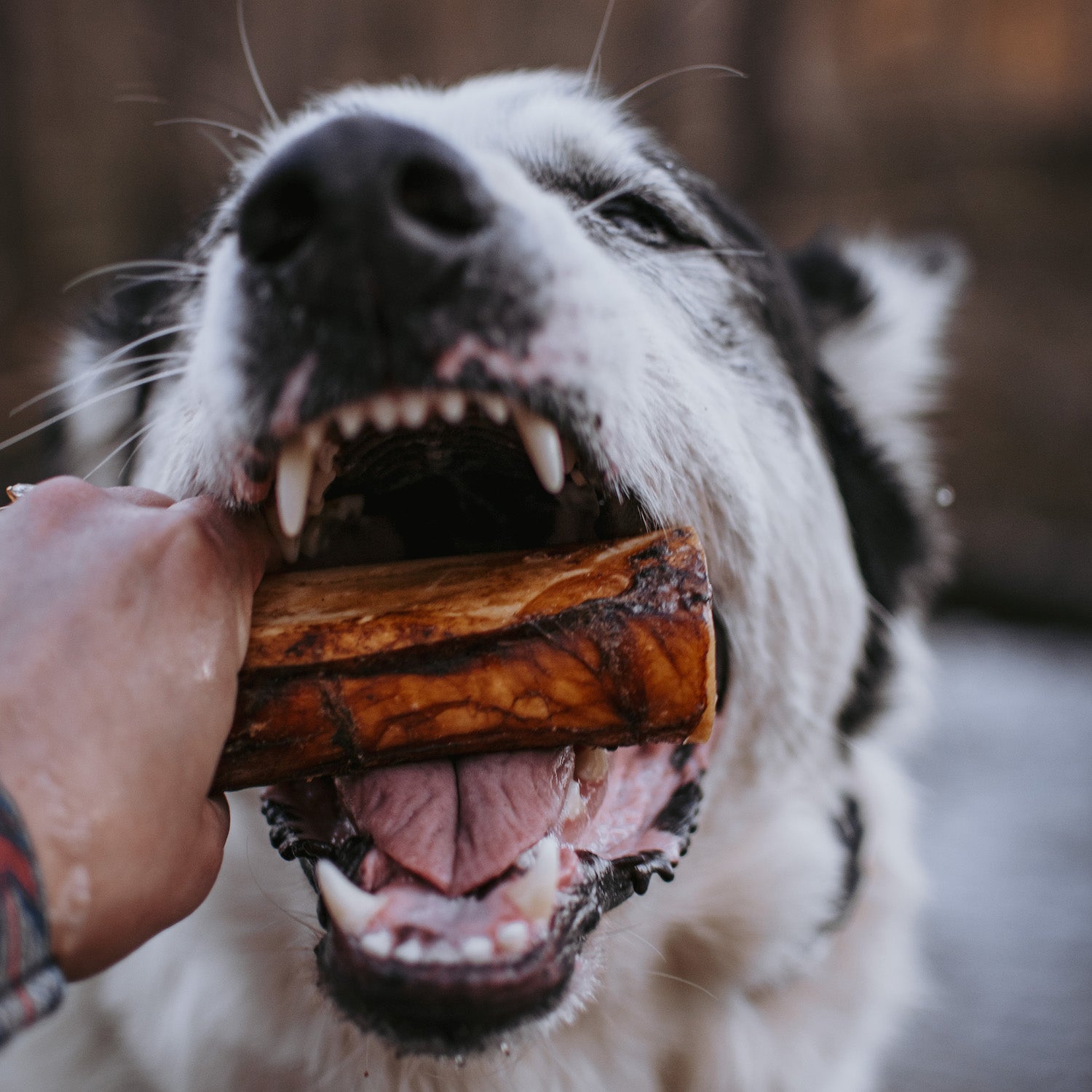 are marrow bones good for dogs teeth