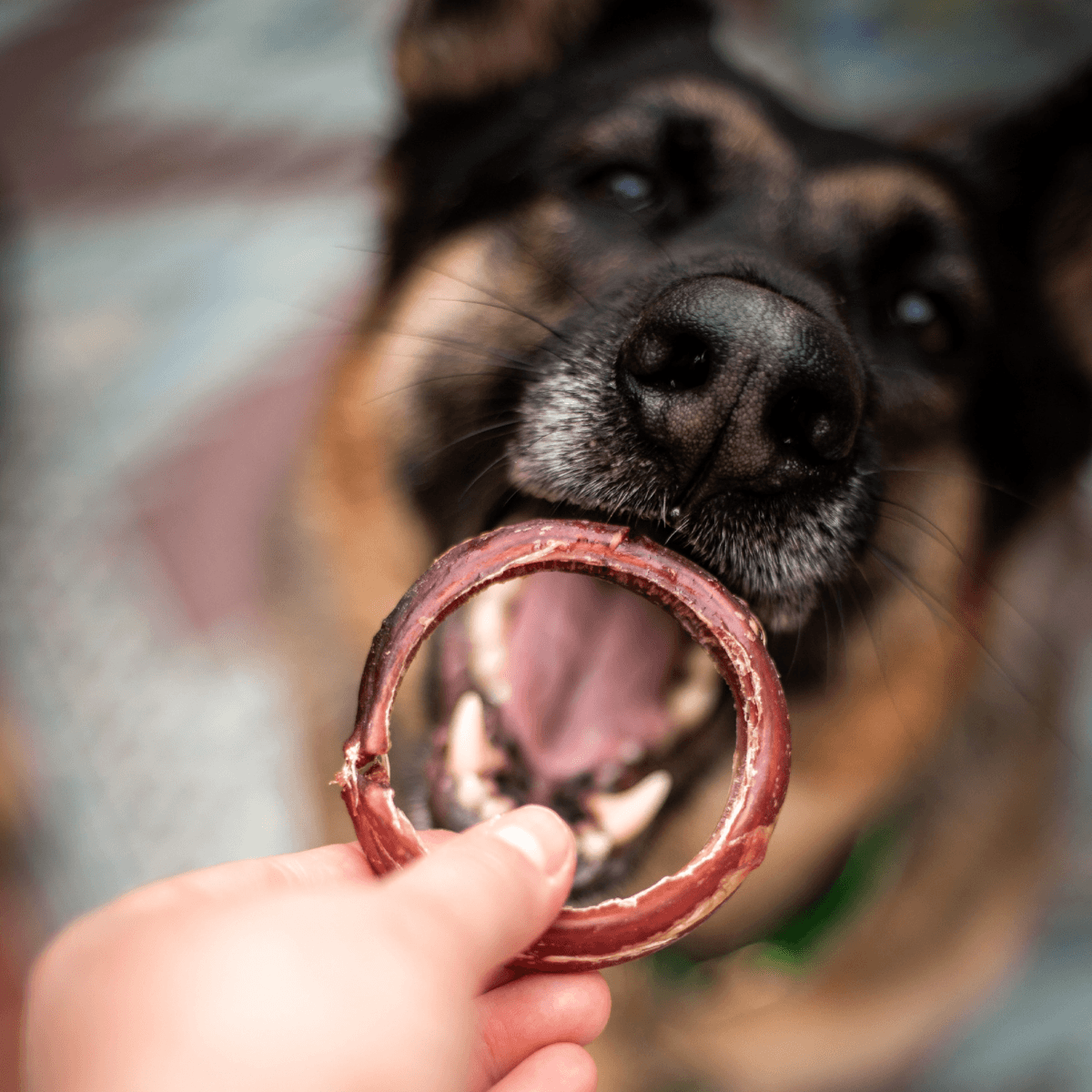 Dog rings for clearance dogs