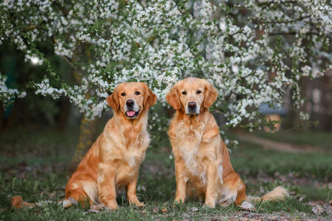 Can Puppies Have Collagen Sticks?