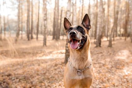 How to Make Collagen Sticks for Dogs at Home?