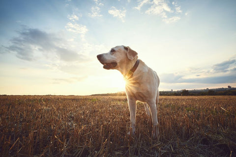 Are Bully Sticks Bad for Dogs?