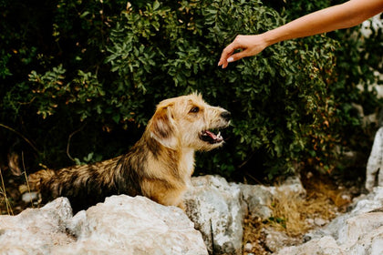 Are Bully Sticks Digestible?