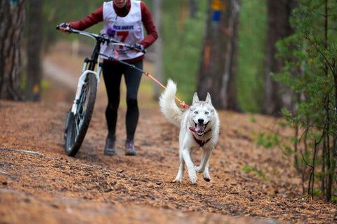 What Are Collagen Sticks for Dogs Made Of?