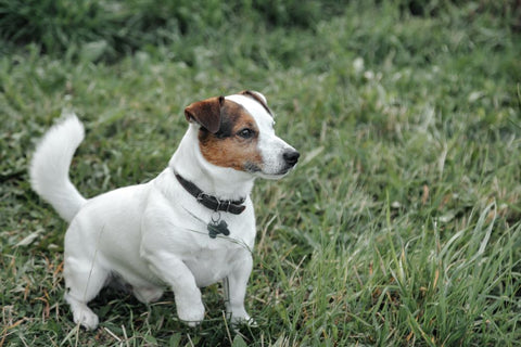 Can Dog Treats Cause Bloody Diarrhea?