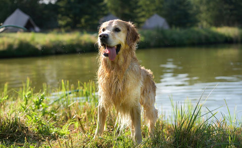 Are Dental Sticks Good for Dogs?