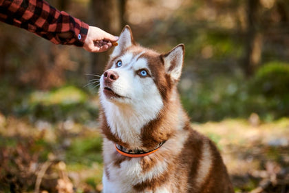 Can Bully Sticks Make My Dog Sick?