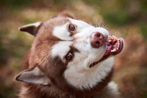 How Do Dental Sticks Work for Dogs?