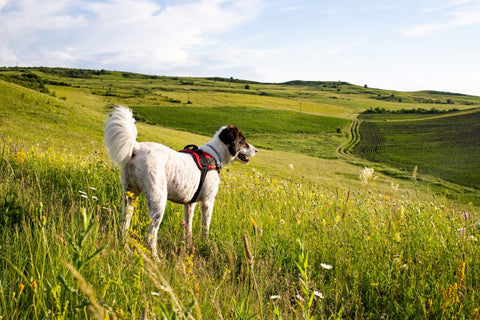 Can Dog Treats Cause Diabetes?