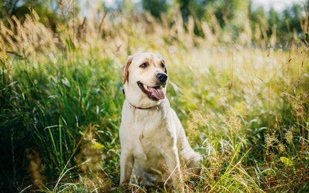 What Are Bully Sticks Made Of?