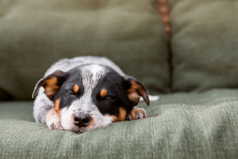 Can Dog Treats Cause Ear Infections?