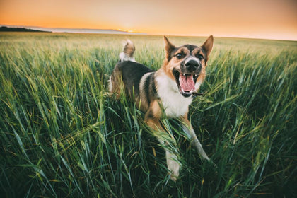 Are Collagen Sticks Good for Dogs' Teeth?