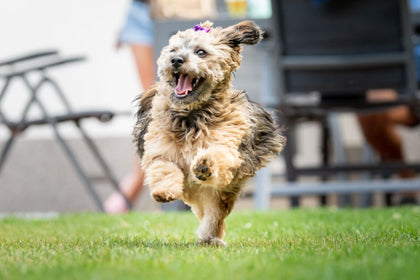 Why Do Dogs Like Dog Treats?