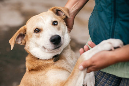 What Are Dental Sticks for Dogs?