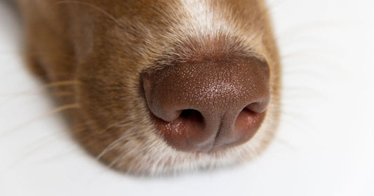 Sniff Out the Hidden Truth of Your Dog’s Secret Smelling Ability