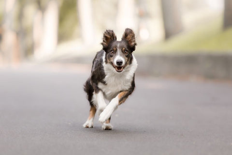 When can dogs eat bones?