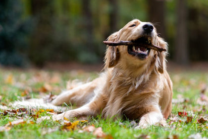 Which Dog Chews the Most?