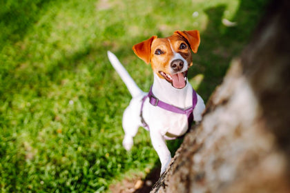 Are Dog Treats Edible?