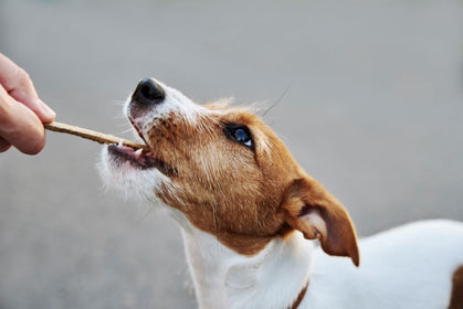 Why Are Bully Sticks Bad for Dogs?