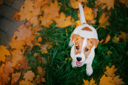 Can Bully Sticks Cause Diarrhea in Puppies?