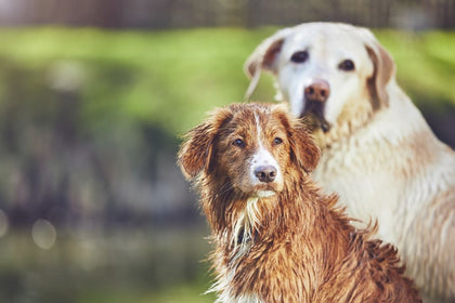 Can Dog Treats Cause Vomiting?