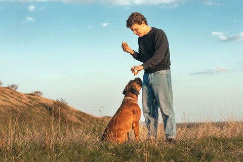 What dog bones last the longest?