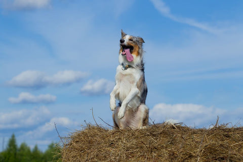 Are Bully Sticks Harmful to Dogs’ Teeth?