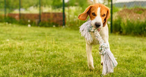 Which Bully Sticks Are the Safest?