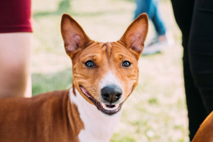 How Do Dental Sticks Work for Dogs?