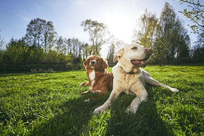 Are Bully Sticks Healthy for Dogs?