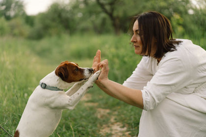 Can Dog Treats Cause Allergies?