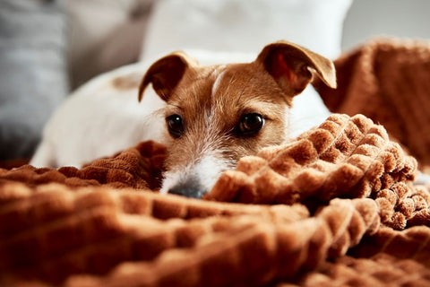 Will Dogs Digest Chicken Bones?