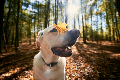 Why Are Dog Treats Good?