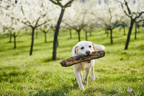 What Are Bully Sticks Made Out Of?