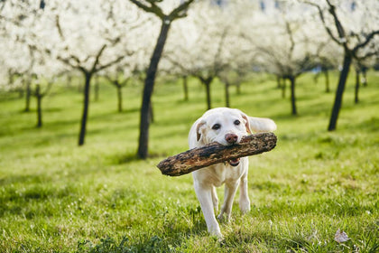 Which Dog Chews Last the Longest?