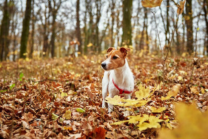 Are Bully Sticks Safe for Puppies?