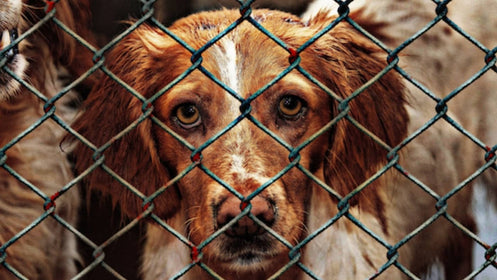 April is Prevention of Cruelty to Animals Month: How Can You Get Involved?