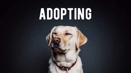 What to Know About Adopting a Dog | October is Adopt-A-Dog Month, Here’s Why You Should Adopt — Natural Farm