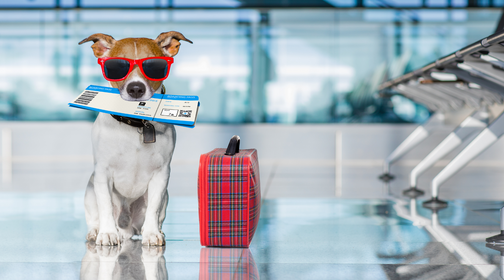 What You Need to Know When Flying With Pets | How To Fly With a Pet? — Natural Farm