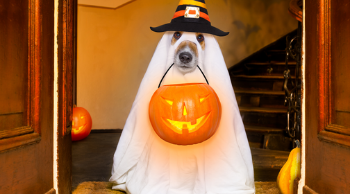 Frightfully Good Doggie Halloween Treats