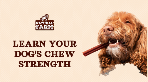 How to Determine Your Dog’s Chew Strength