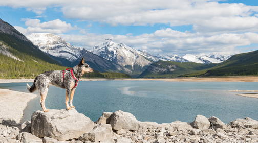 Celebrate National Hiking Day & Learn All About How to Hike With Dogs