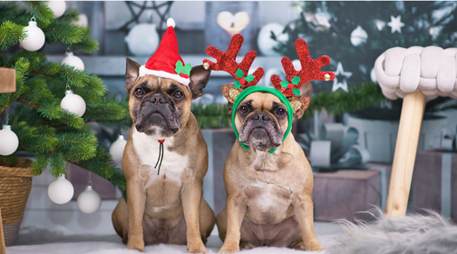 Holiday Gift Guide: The Best Gift Ideas For Every Dog | What to Gift Your Dog This Holiday Season — Natural Farm