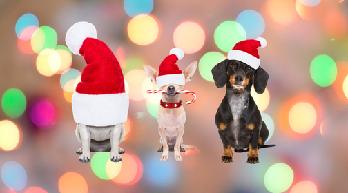 Holiday Safety Tips for Dogs | Tips to Keep Dogs Safe During the Holidays — Natural Farm