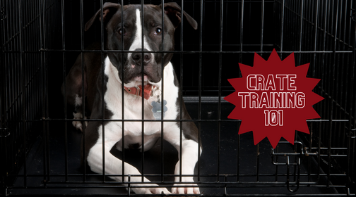 What to Know About Crate Training | Everything to Know About Crate Training Your Dog — Natural Farm