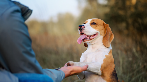 Do You and Your Best Friend a Favor with Dog Training