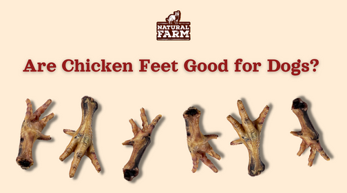 Are Chicken Feet Good for Dogs?