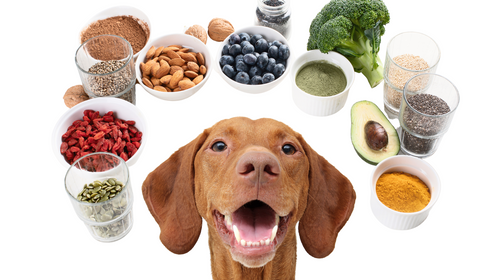 Superfoods for Dogs