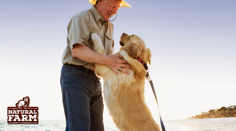 Happy dog jumps up on owner to greet him. With training, this pup can learn to not jump up on people by using different techniques including rewarding the dog for positive behavior with Natural Farm healthy, all-natural treats and chews.