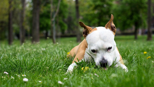 Why is My Dog Eating Grass?