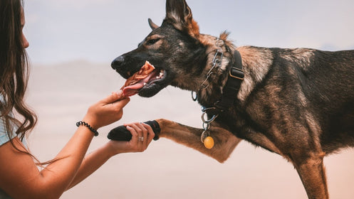 5 Best Chews for the Aggressive Chewer in Your Life